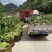 高山太阳花甜玉米，产地直发