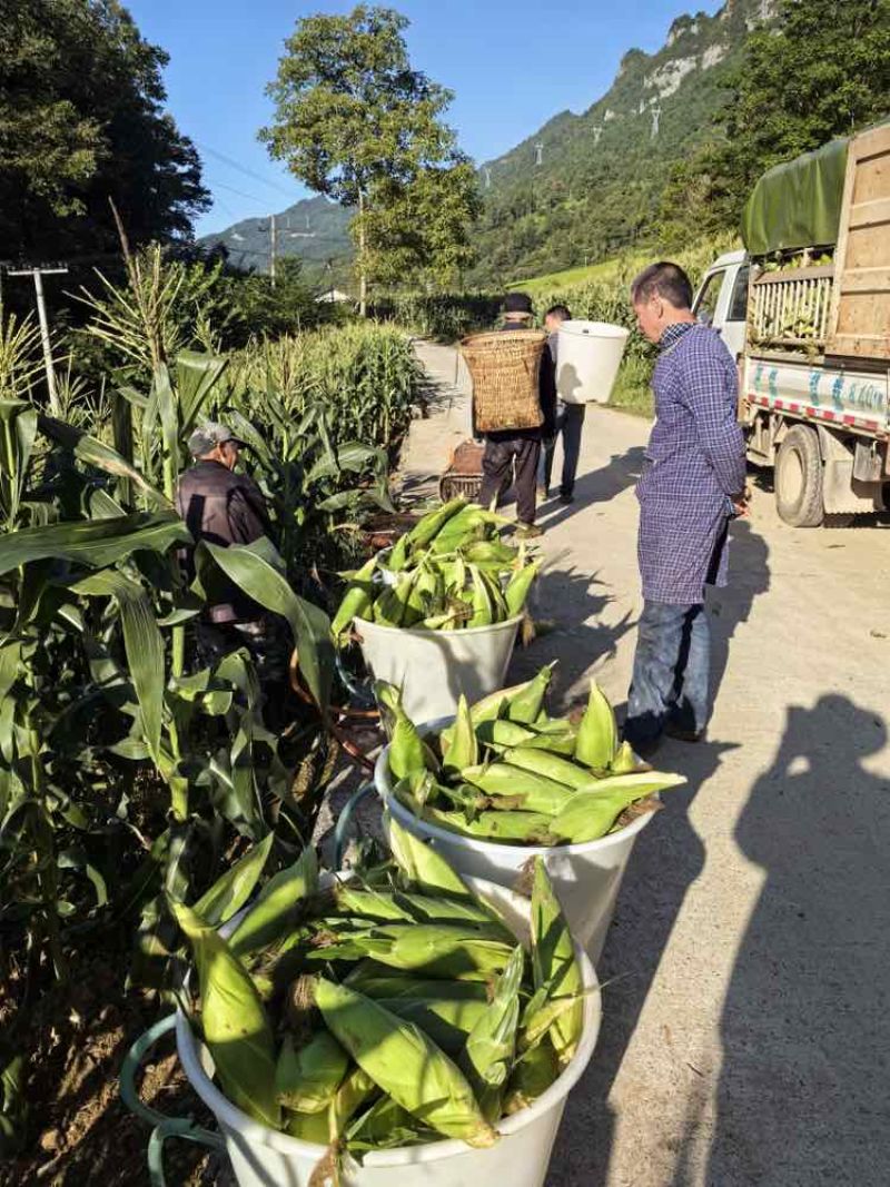 高山太阳花甜玉米，产地直发