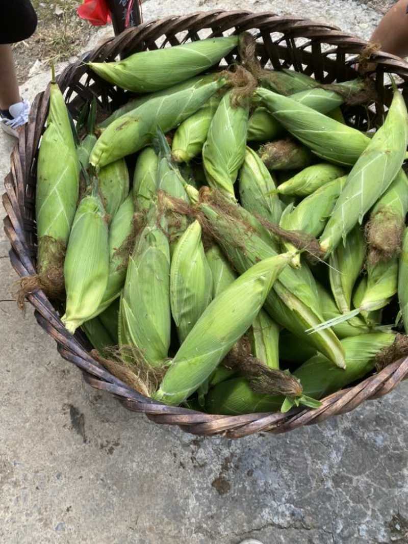 高山太阳花甜玉米，产地直发