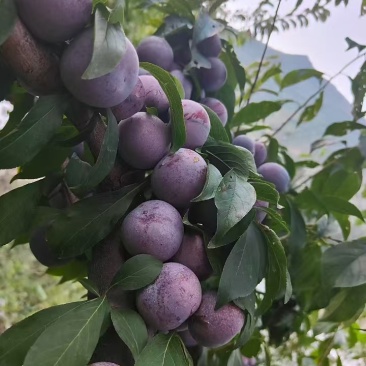 红脆李