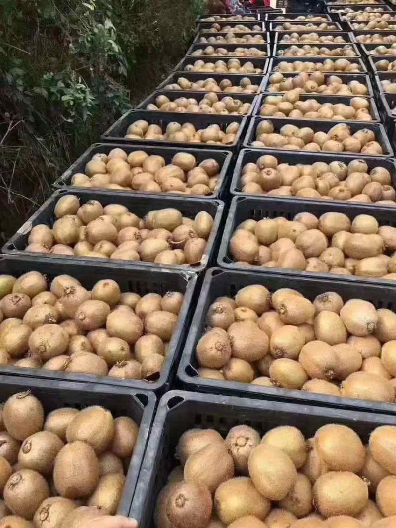 江山猕猴桃