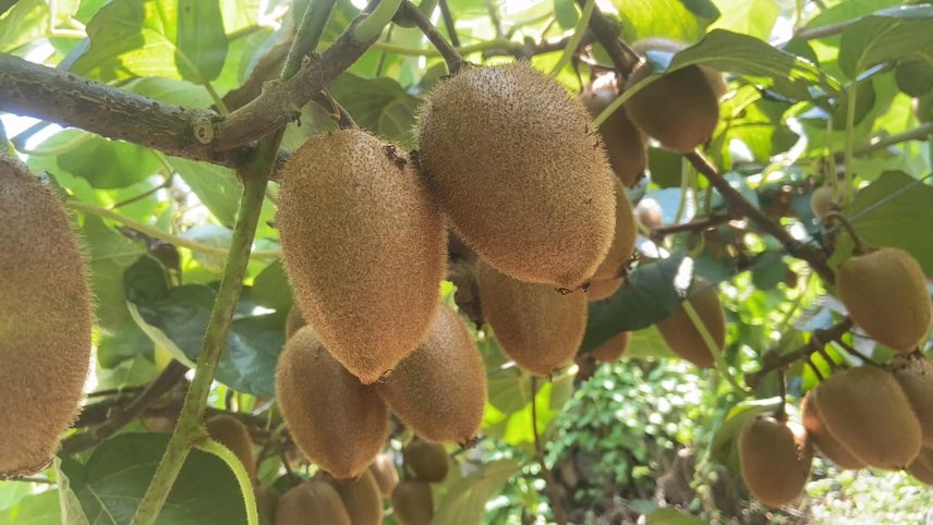 眉县猕猴桃果园中挂满枝头的果实,阳光透过树叶洒在果皮上,呈现出丰收的景象 眉县猕猴桃果园