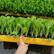 白菜苗鲁信建根苗好无病寻找诚信种植户基地直发自己育苗自己发