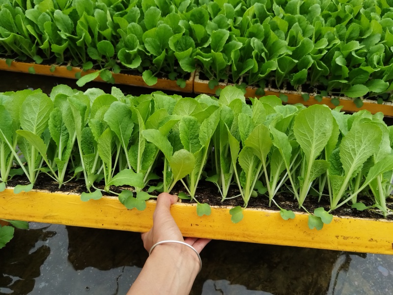 白菜苗鲁信建根苗好无病寻找诚信种植户基地直发自己育苗自己发