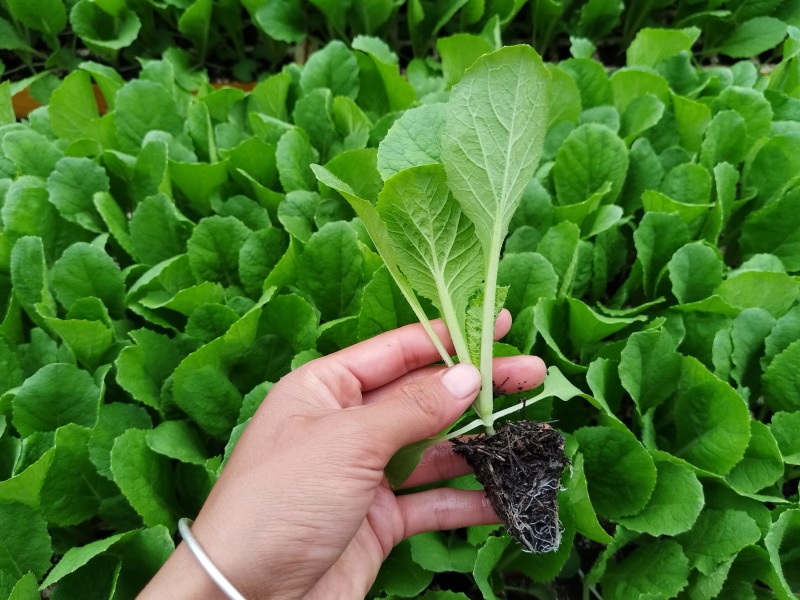 白菜苗鲁信建根苗好无病寻找诚信种植户基地直发自己育苗自己发