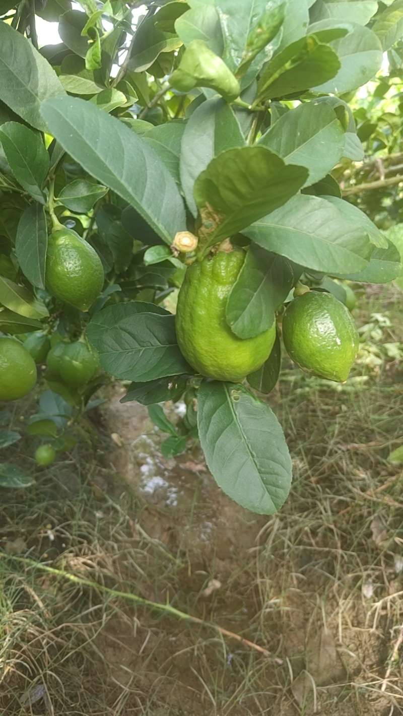 香水柠檬