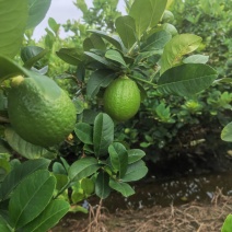 香水柠檬