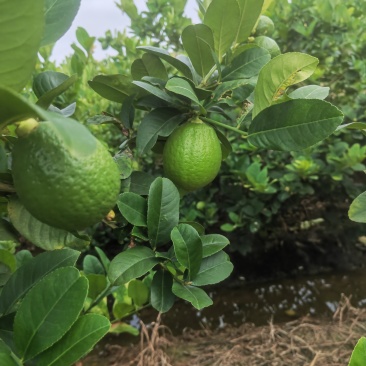 香水柠檬
