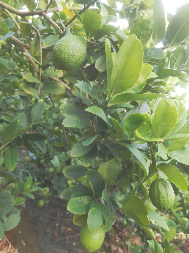 香水柠檬