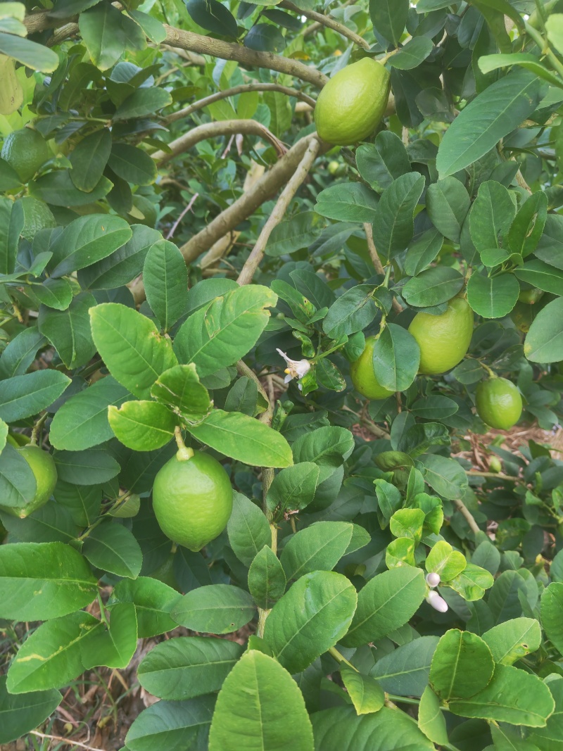 香水柠檬