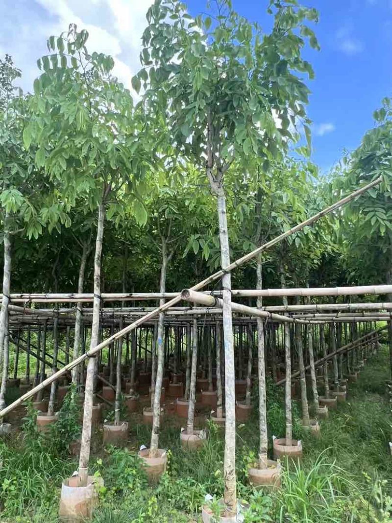 腊肠树3～8公分基地直销大小规格齐全质量优质