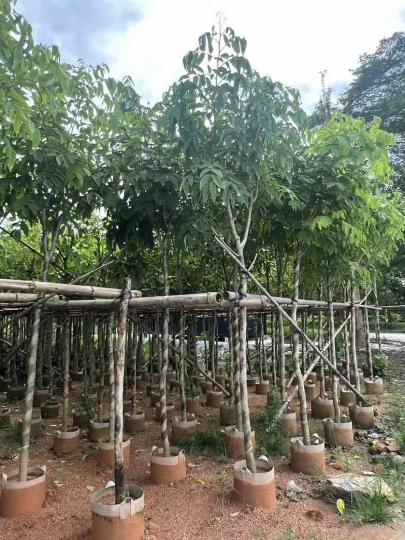 腊肠树3～8公分基地直销大小规格齐全质量优质