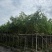 腊肠树3～8公分基地直销大小规格齐全质量优质