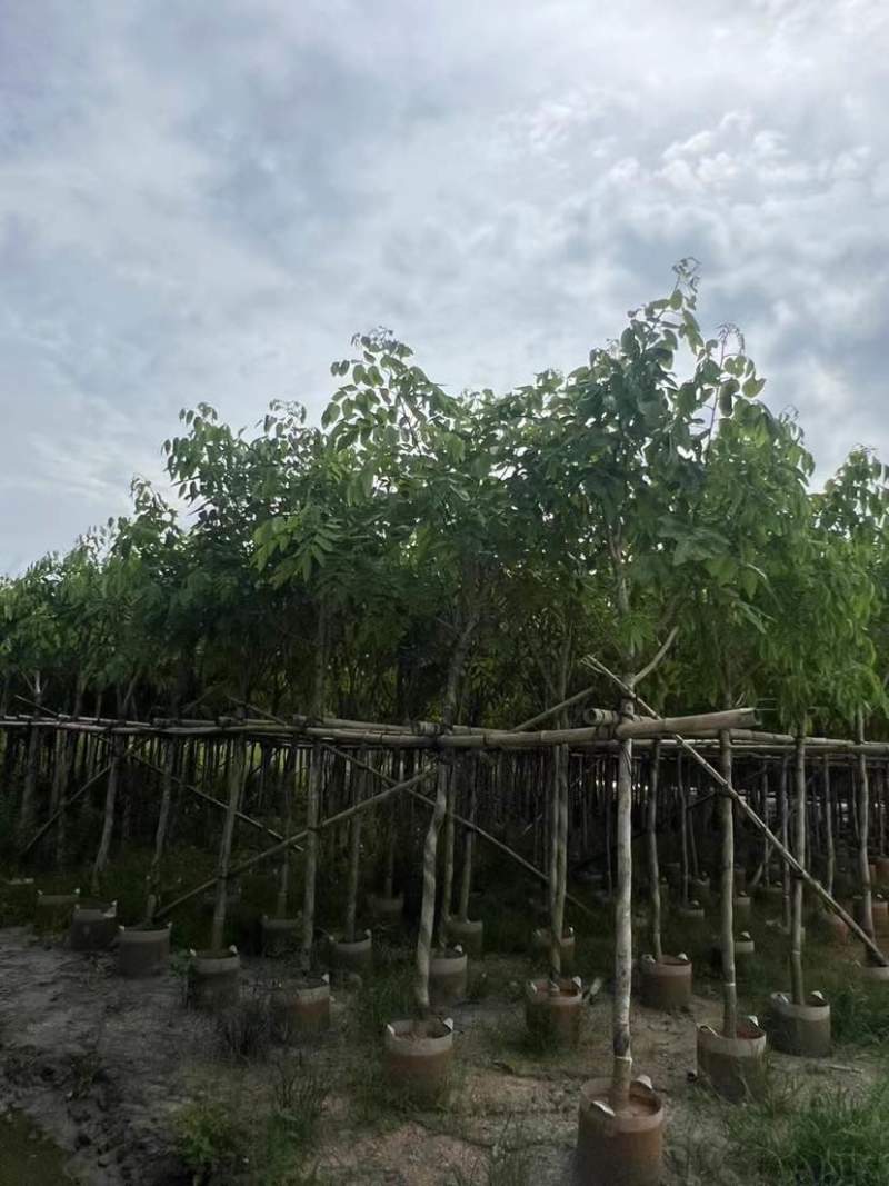 腊肠树3～8公分基地直销大小规格齐全质量优质