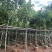 腊肠树3～8公分基地直销大小规格齐全质量优质