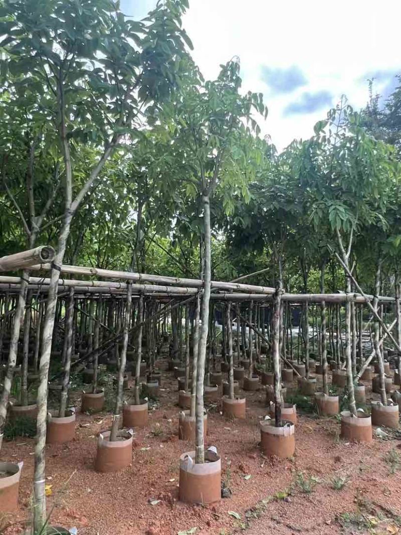 腊肠树3～8公分基地直销大小规格齐全质量优质