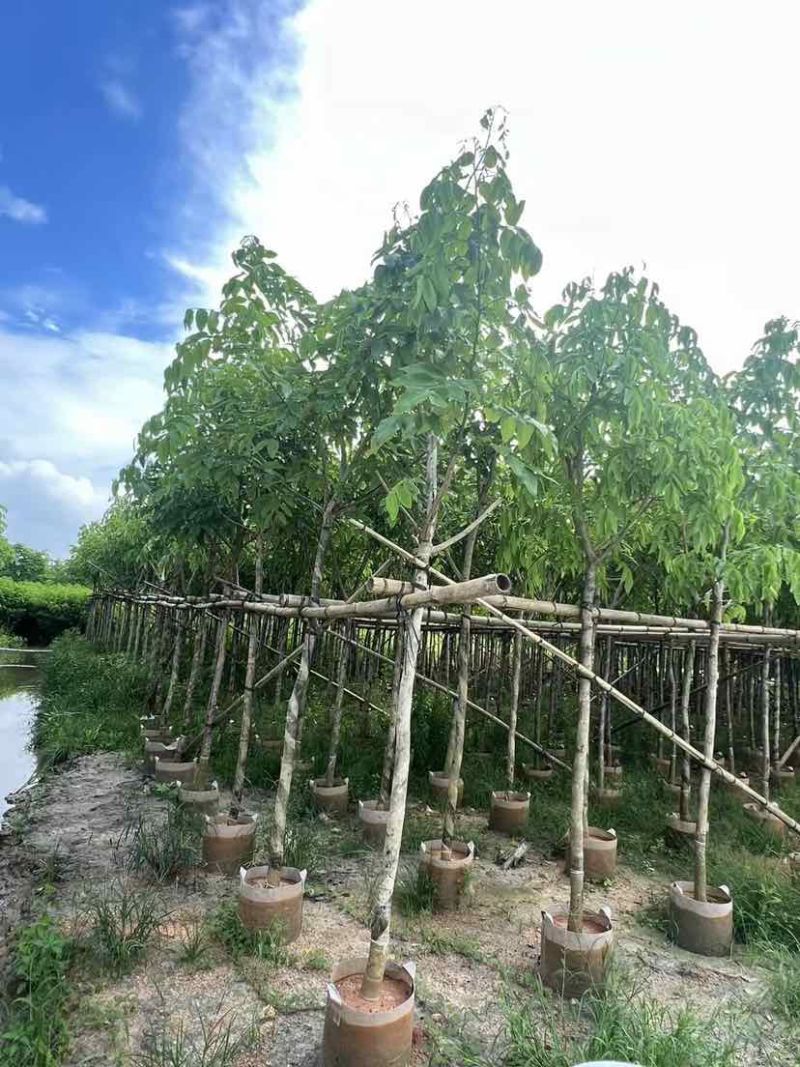 腊肠树3～8公分基地直销大小规格齐全质量优质