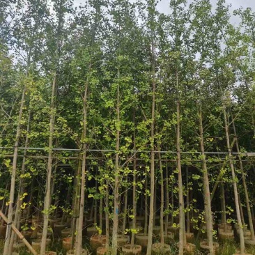 银杏树5～8公分基地直发大小规格齐全质量优质