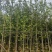 银杏树5～8公分基地直发大小规格齐全质量优质