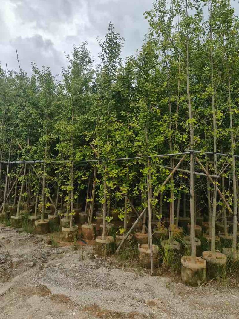 银杏树5～8公分基地直发大小规格齐全质量优质