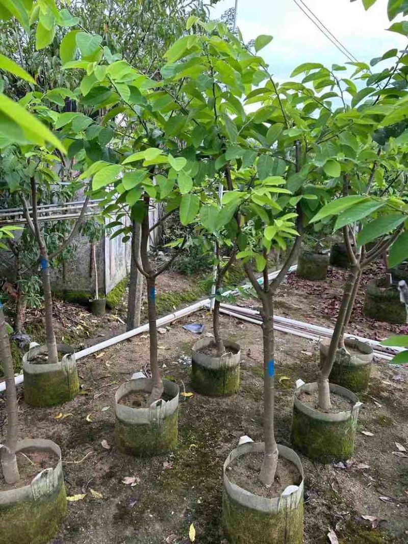 凤梨释迦榴莲释迦大目释迦2～5公分基地直销规格齐全
