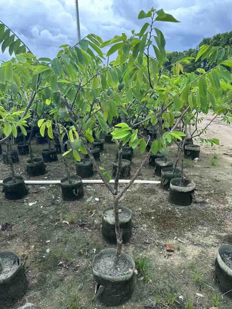 凤梨释迦榴莲释迦大目释迦2～5公分基地直销规格齐全