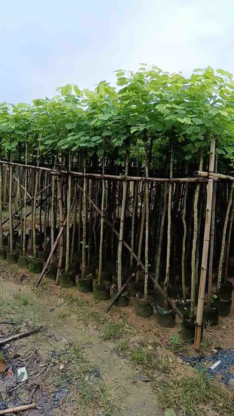 羊蹄甲樱花树3～10公分基地直销规格齐全质量优质