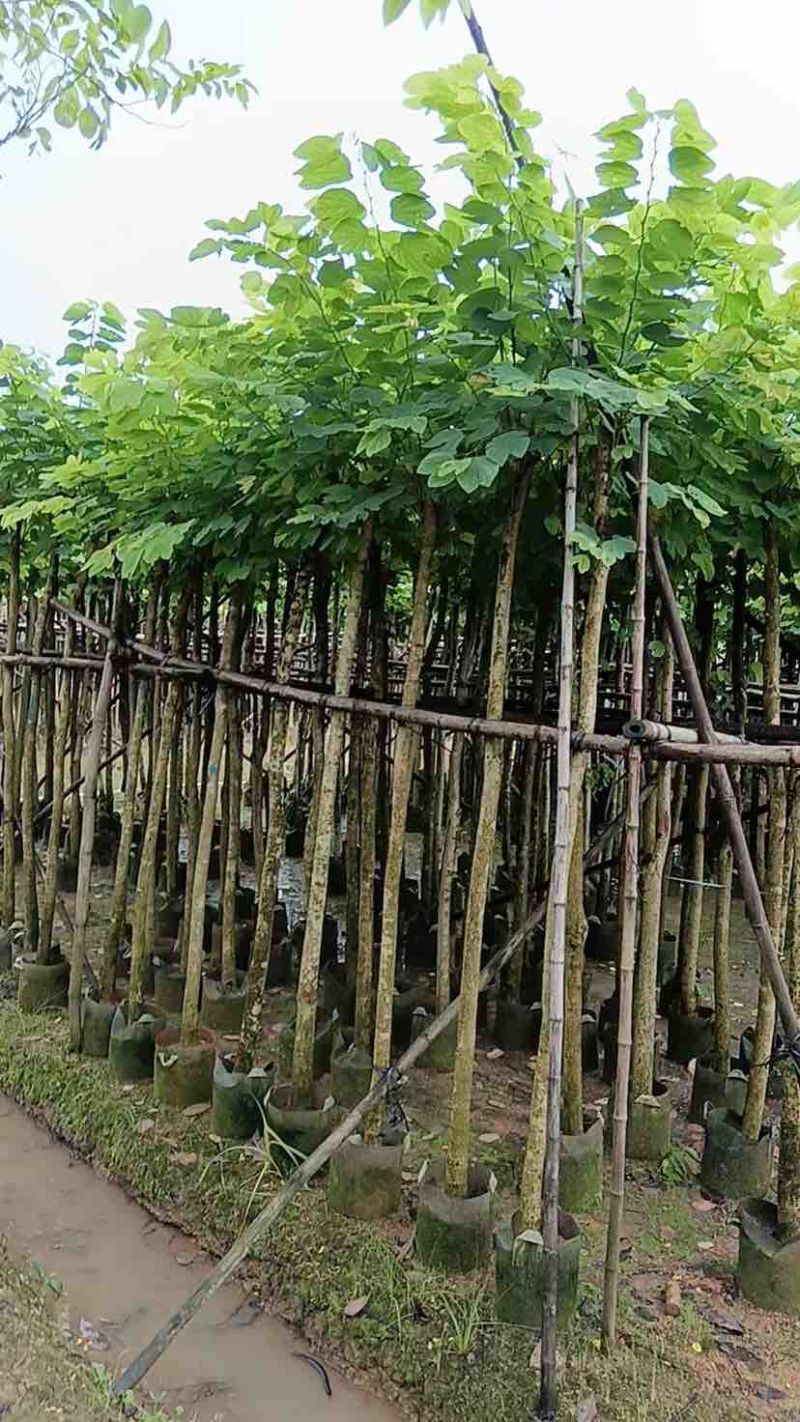 羊蹄甲樱花树3～10公分基地直销规格齐全质量优质