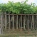 羊蹄甲樱花树3～10公分基地直销规格齐全质量优质