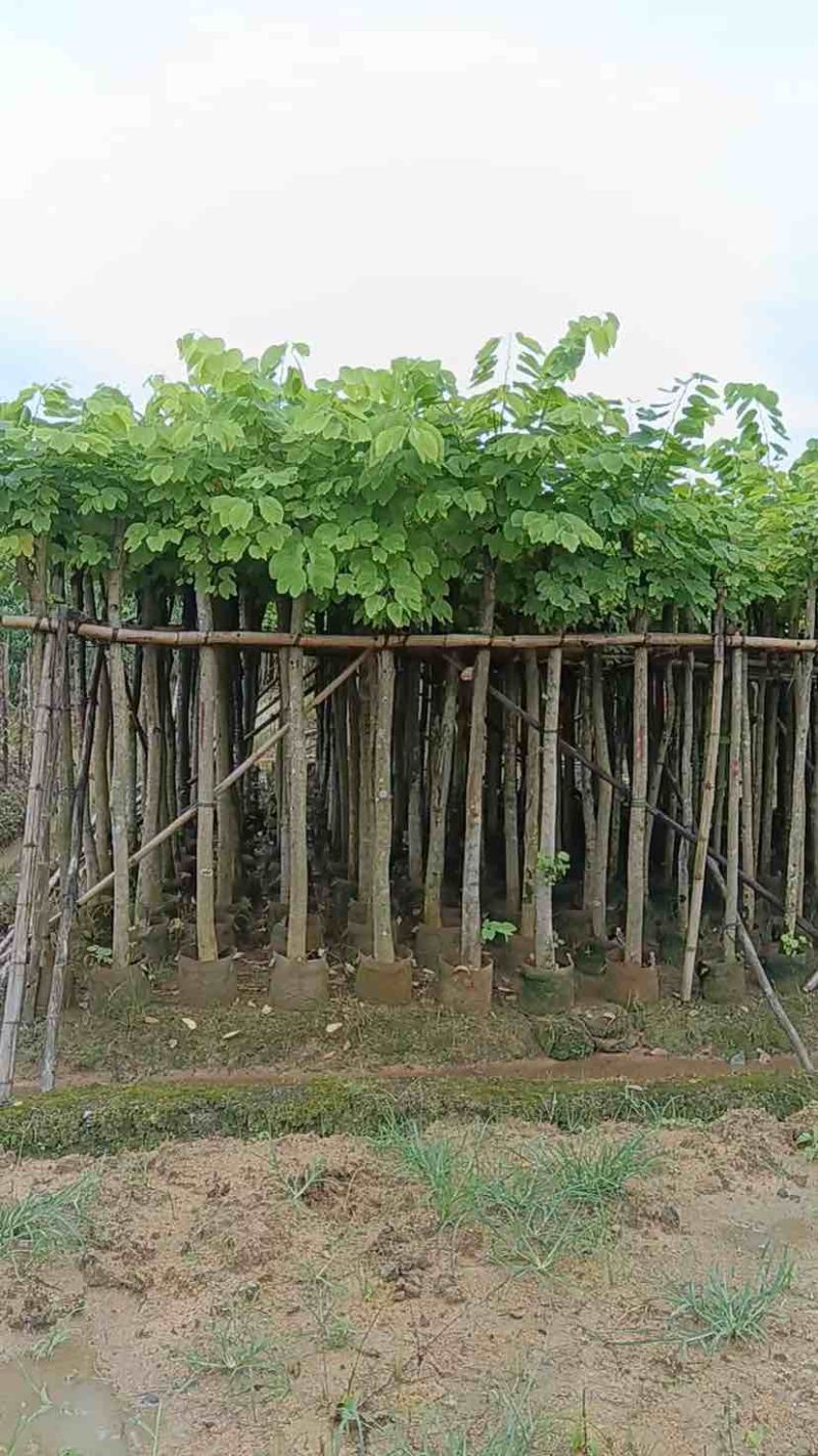 羊蹄甲樱花树3～10公分基地直销规格齐全质量优质