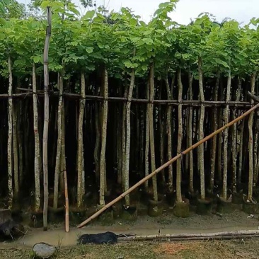 羊蹄甲樱花树3～10公分基地直销规格齐全质量优质