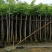 羊蹄甲樱花树3～10公分基地直销规格齐全质量优质