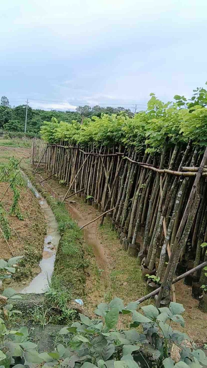羊蹄甲樱花树3～10公分基地直销规格齐全质量优质
