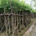 羊蹄甲樱花树3～10公分基地直销规格齐全质量优质