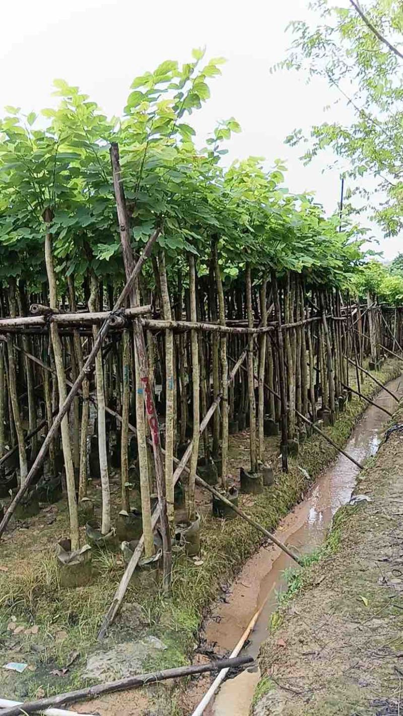 羊蹄甲樱花树3～10公分基地直销规格齐全质量优质
