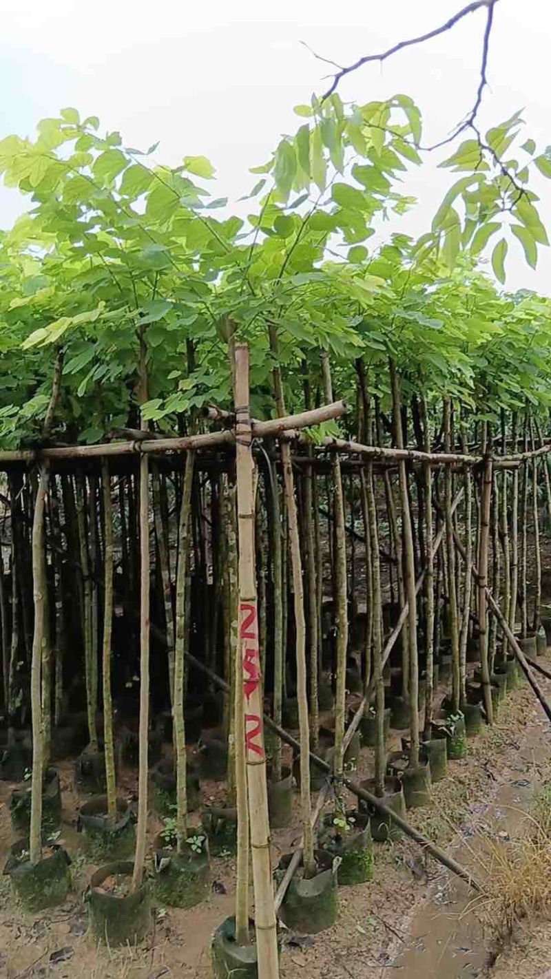 羊蹄甲樱花树3～10公分基地直销规格齐全质量优质