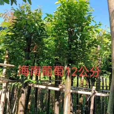 海南葡萄树8～12公分基地直销大小规格齐全质量优质
