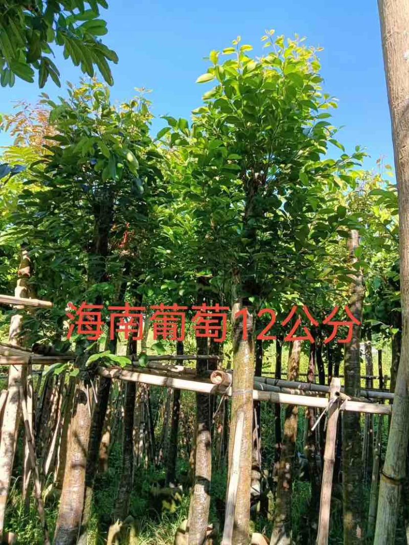 海南葡萄树8～12公分基地直销大小规格齐全质量优质
