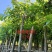 海南葡萄树8～12公分基地直销大小规格齐全质量优质