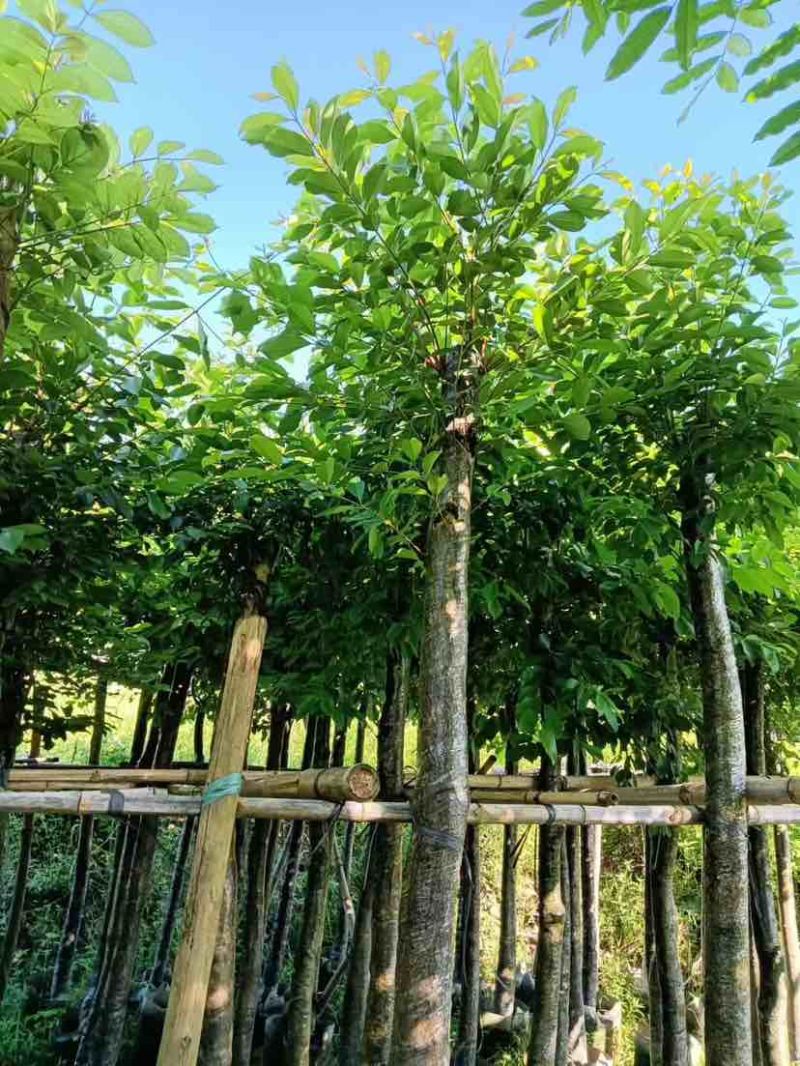 海南葡萄树8～12公分基地直销大小规格齐全质量优质