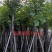 海南葡萄树8～12公分基地直销大小规格齐全质量优质