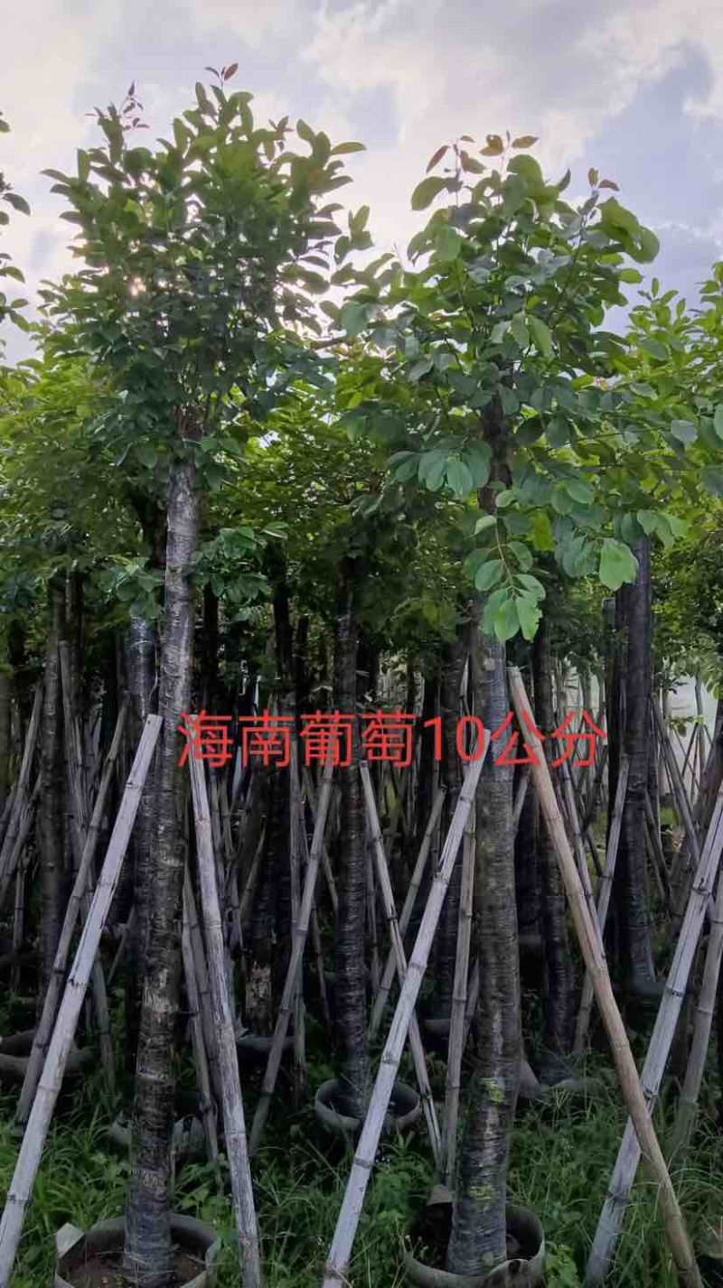海南葡萄树8～12公分基地直销大小规格齐全质量优质