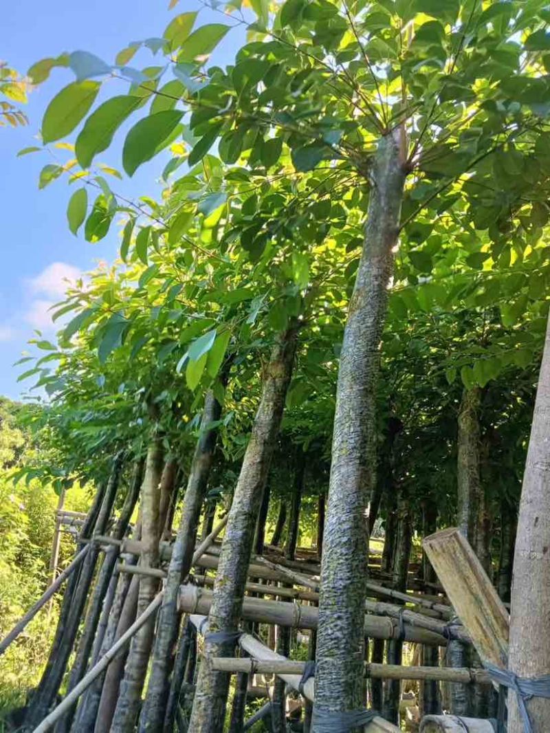 海南葡萄树8～12公分基地直销大小规格齐全质量优质