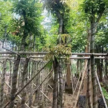 海南红豆树7～12公分基地直销大小规格齐全质量优质