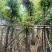 海南红豆树7～12公分基地直销大小规格齐全质量优质