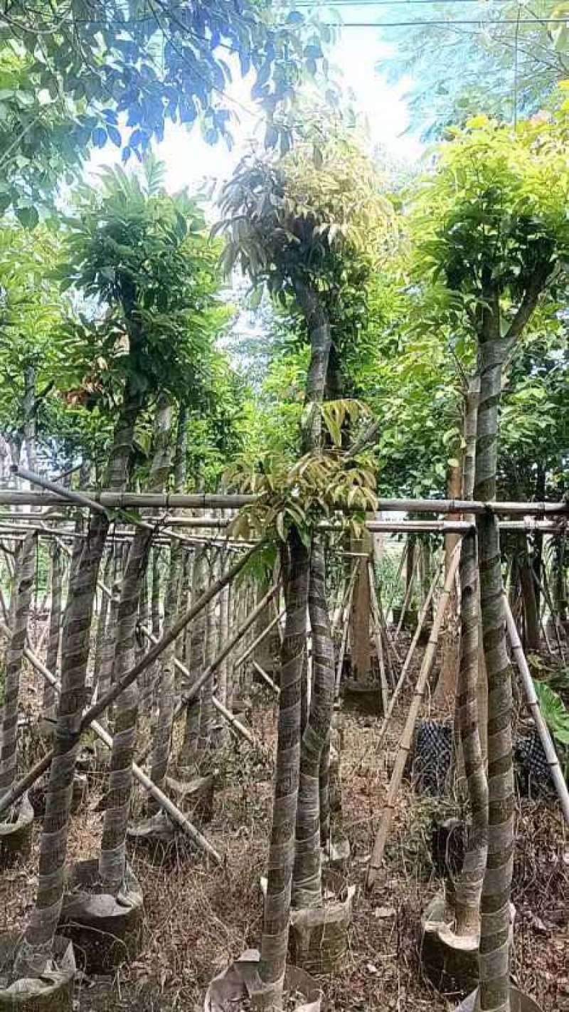 海南红豆树7～12公分基地直销大小规格齐全质量优质