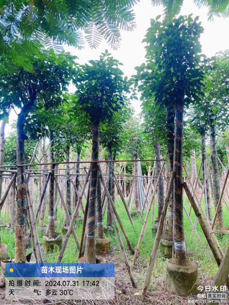 秋枫10～12公分基地直销规格齐全质量优质