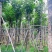 秋枫10～12公分基地直销规格齐全质量优质