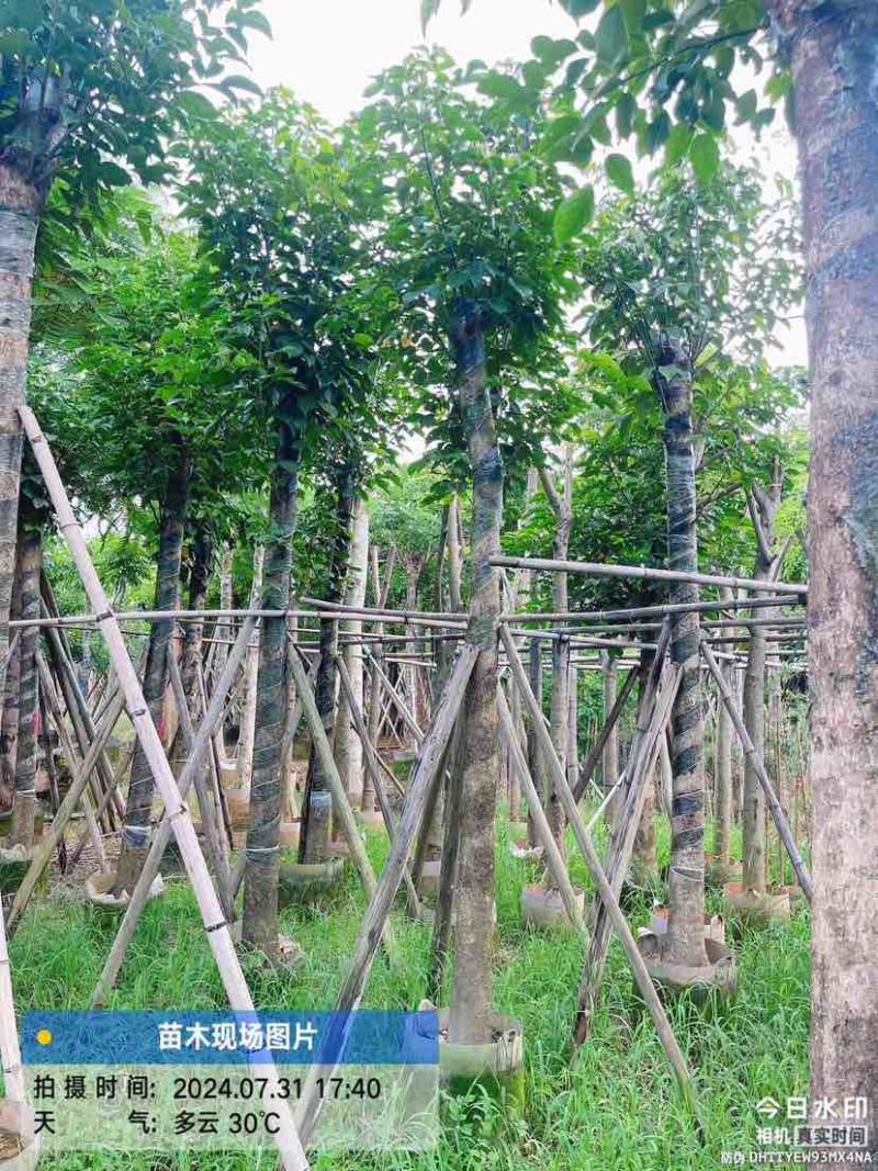 秋枫10～12公分基地直销规格齐全质量优质