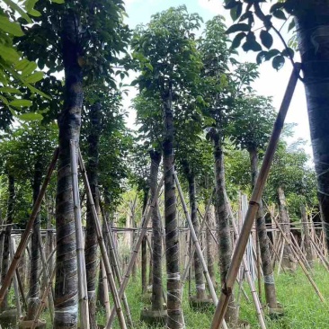 秋枫10～12公分基地直销规格齐全质量优质